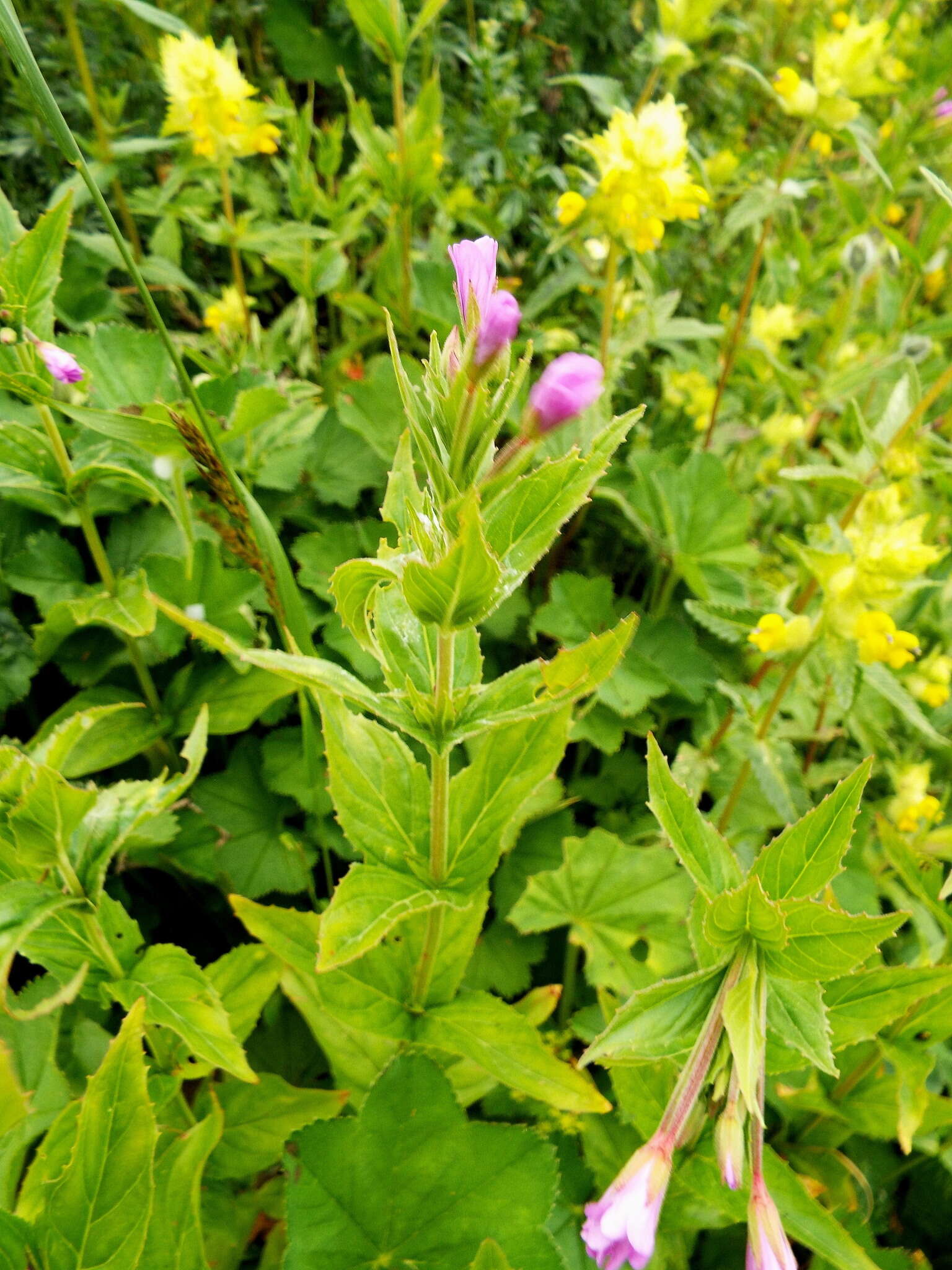 Image of alpine willowherb