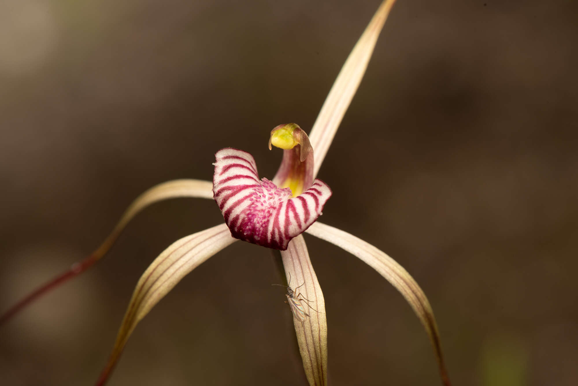 Image of Drooping spider orchid