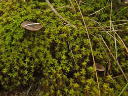 Слика од Clitocybe barbularum (Romagn.) P. D. Orton 1960