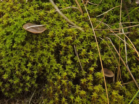 Image of Clitocybe barbularum (Romagn.) P. D. Orton 1960