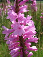 Image of Watsonia confusa Goldblatt