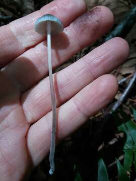 Image of Mycena amicta (Fr.) Quél. 1872