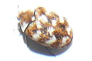 Image of Sacramento Anthicid Beetle