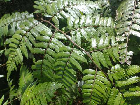 Image of Bird-Wing Tree Fern