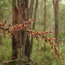 Image of Lepidosperma elatius Labill.