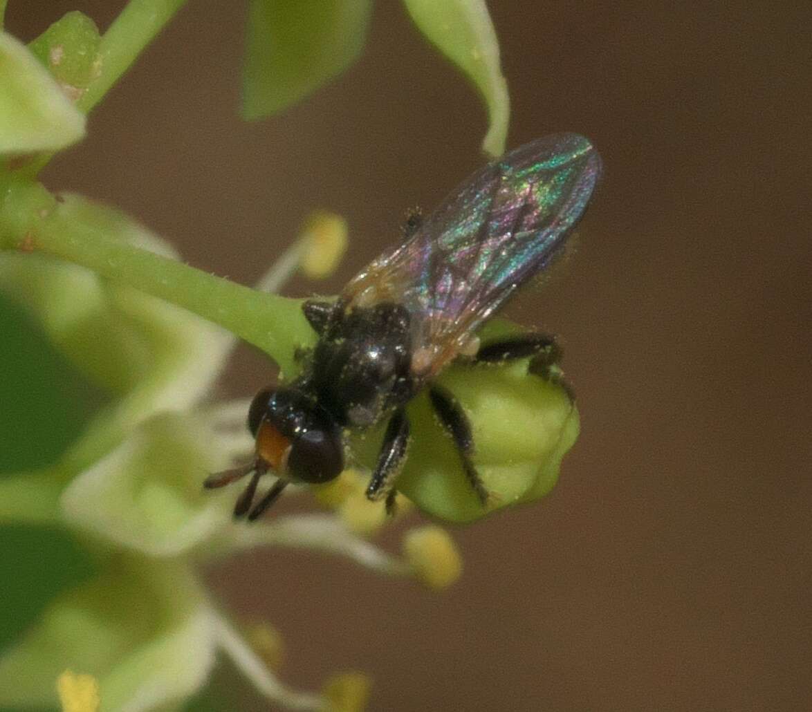 Image of Thecophora propinqua (Adams 1903)