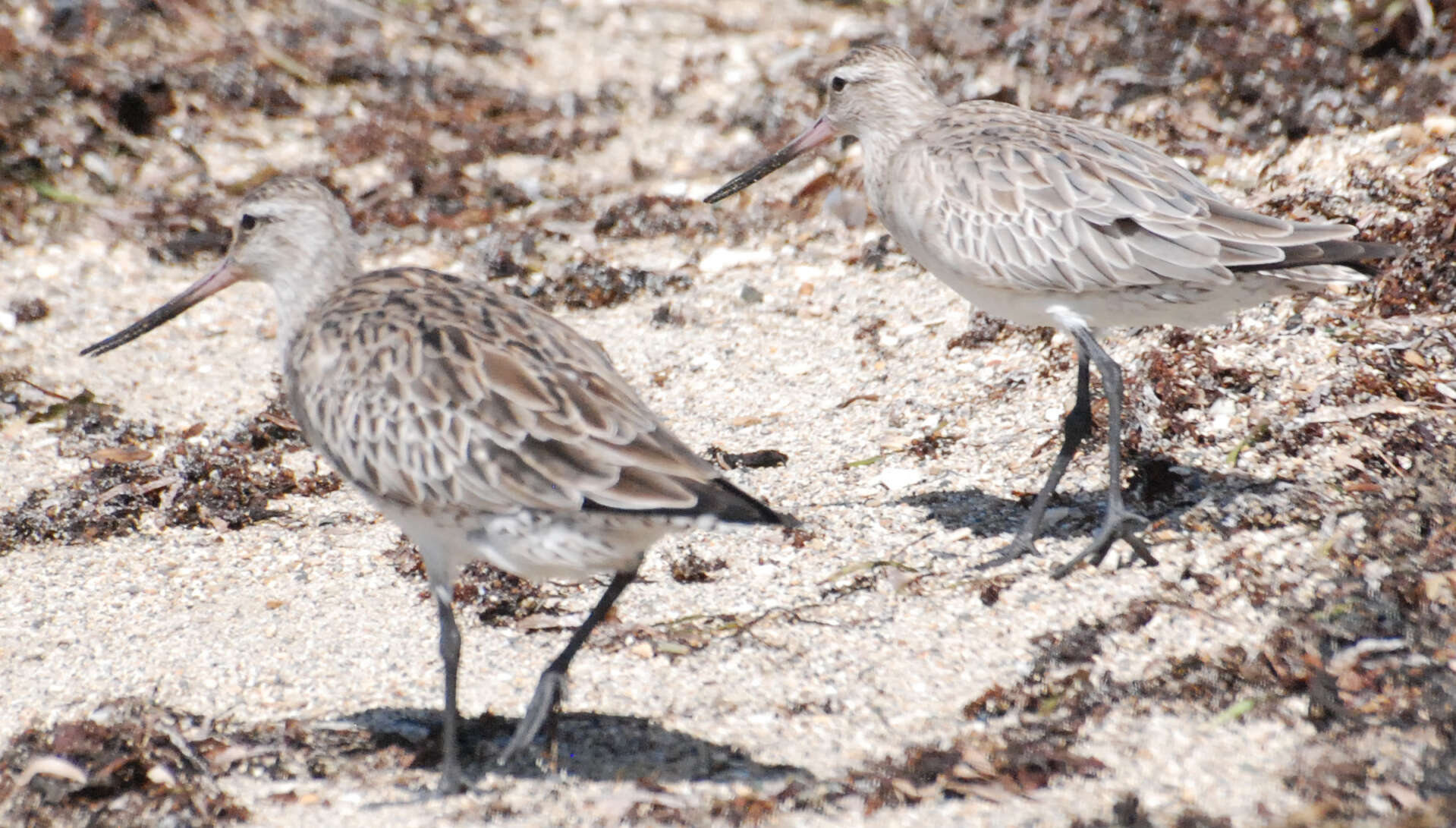 Image of Bar-tailed Godwit