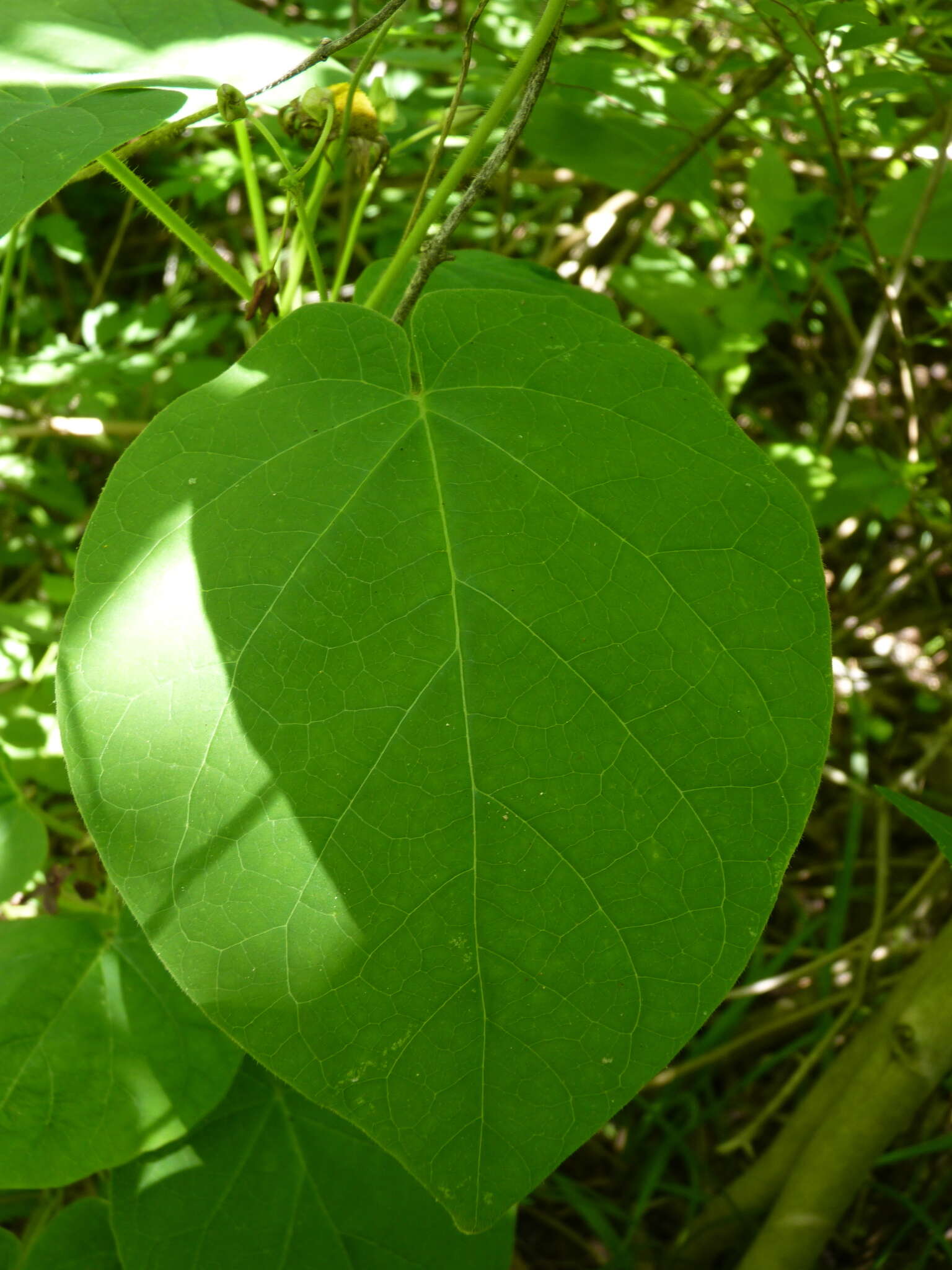 صورة Matelea carolinensis (Jacq.) R. E. Woodson