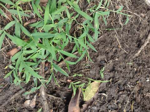 Image of Digitaria henryi Rendle