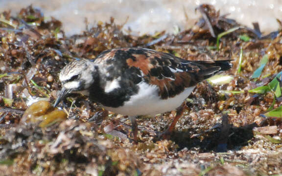 Image of Ruddy Turnstone