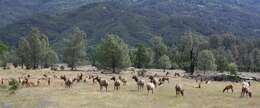 Image of Cervus canadensis nannodes