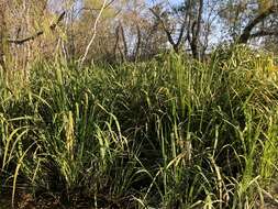 Image of giant cutgrass