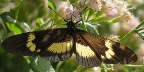 Image de Acraea aganice aganice