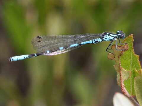 Image of Subarctic Bluet