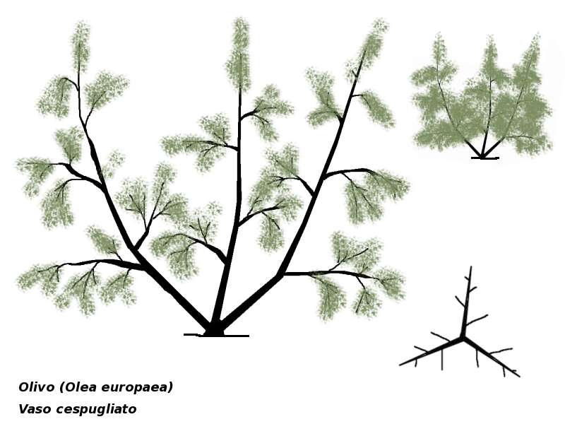 Plancia ëd Olea europaea L.