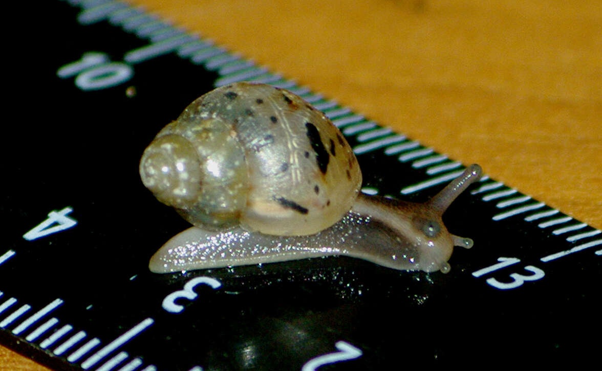 Image of Achatina fulica