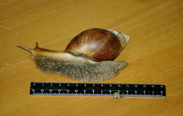 Image of Achatina fulica