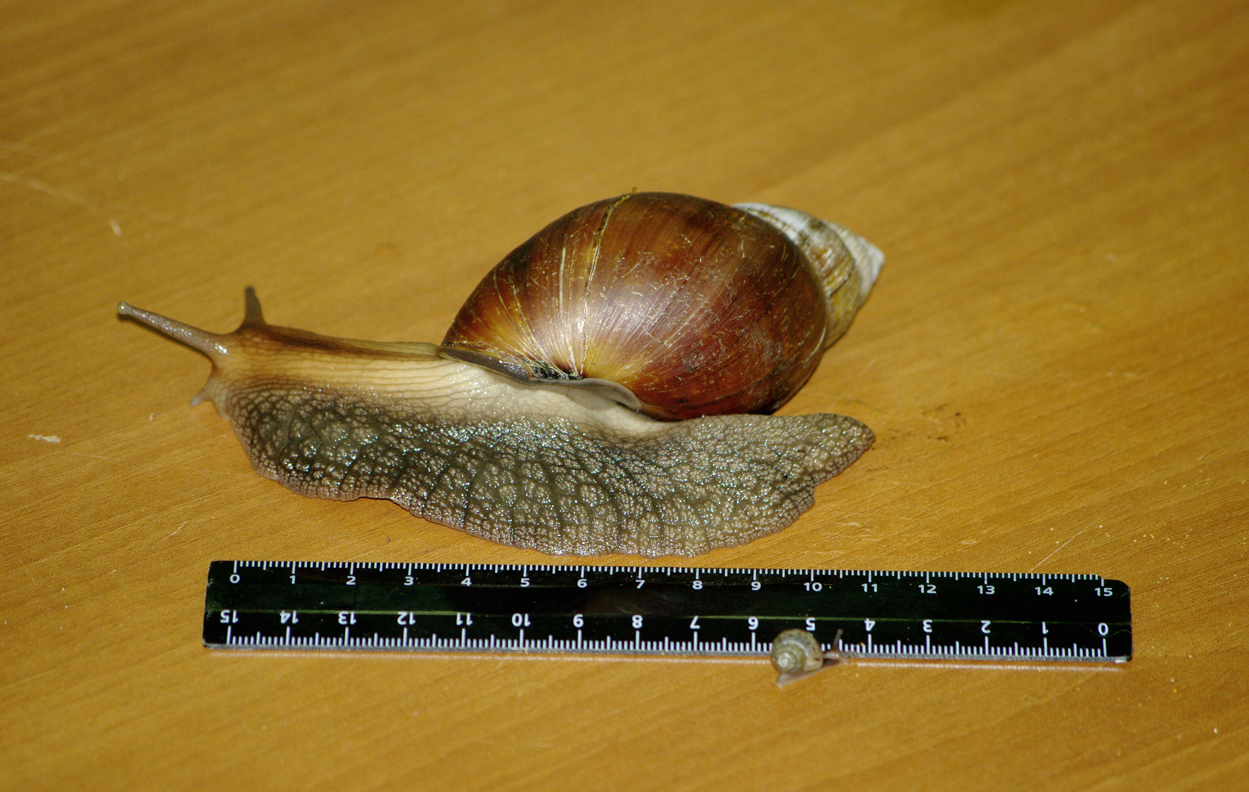 Image of Achatina fulica