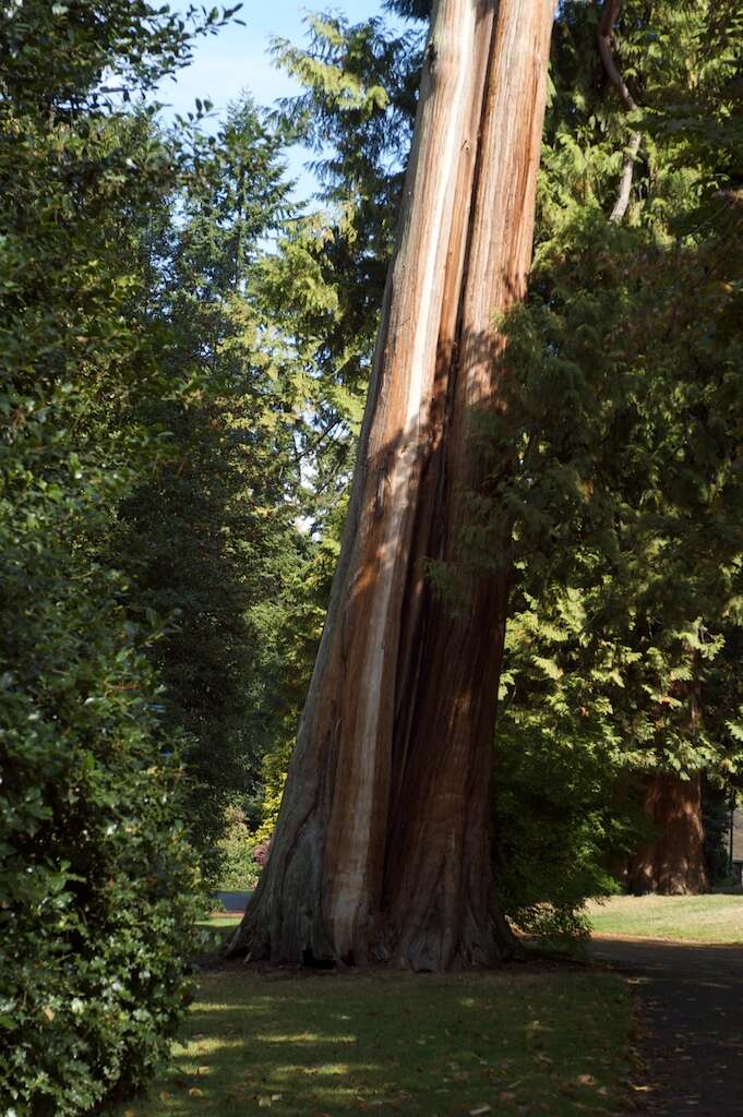 Image of Canoe Cedar