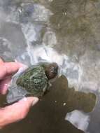 Image of Loggerhead Musk Turtle
