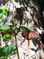 Imagem de Limenitis archippus obsoleta Edwards