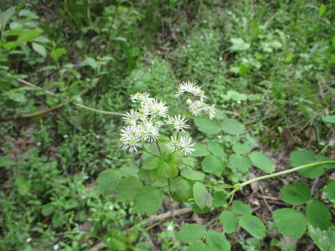 Слика од Thalictrum baicalense Turcz. ex Ledeb.