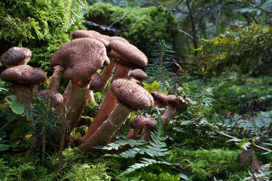 Image of Armillaria ostoyae (Romagn.) Herink 1973