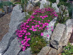 Слика од Dianthus deltoides L.