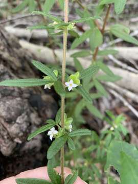 Image of Zieria pilosa Rudge