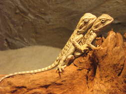 Image of Central bearded dragon