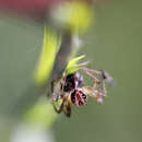 Sivun Oxyopes elegans L. Koch 1878 kuva