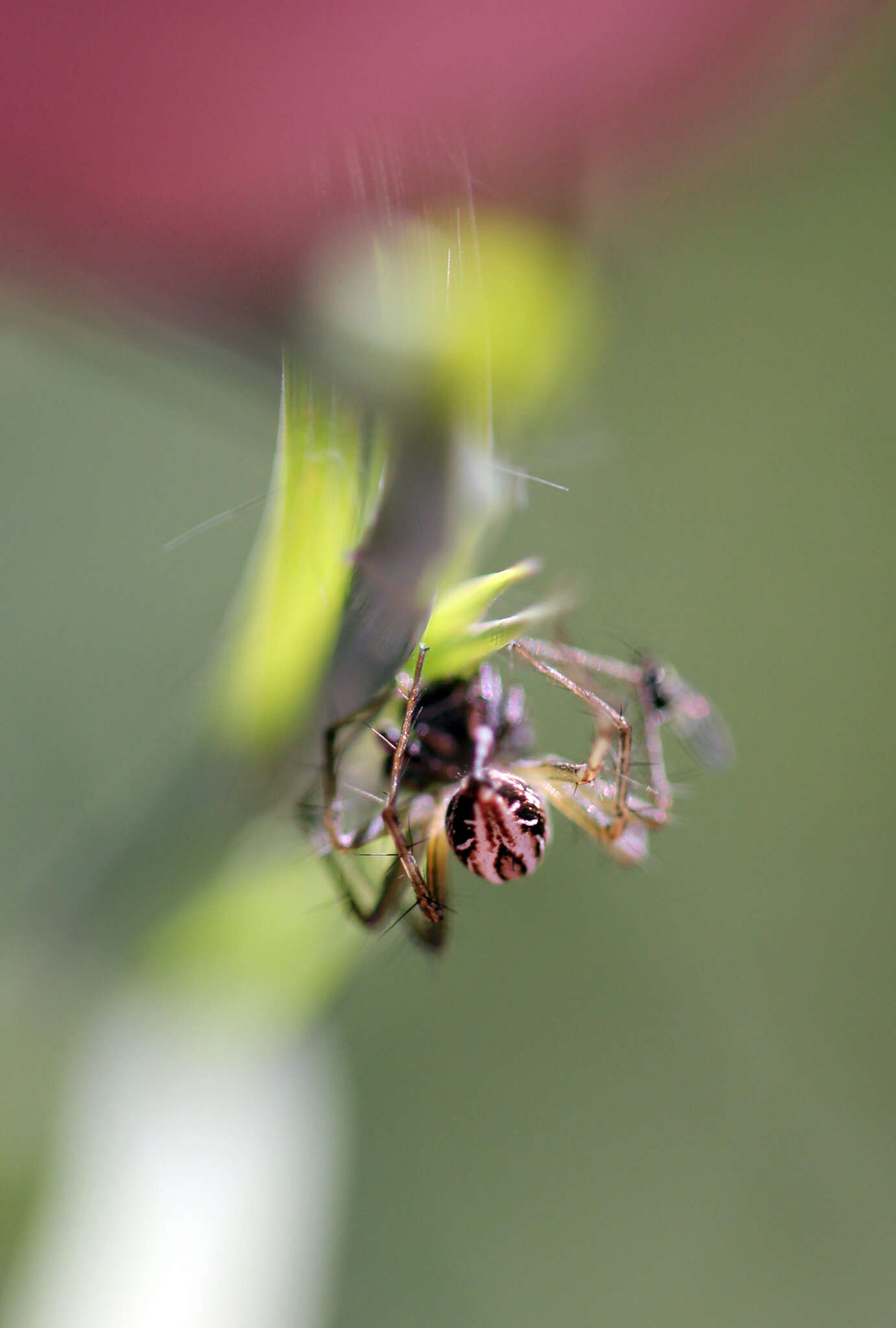 Sivun Oxyopes elegans L. Koch 1878 kuva