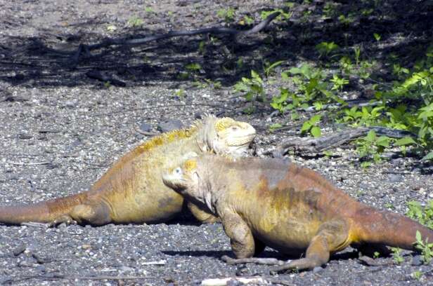 Image of Galapagos Land Iguana