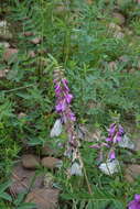 Image of Hedysarum branthii Trautv. & C. A. Mey.