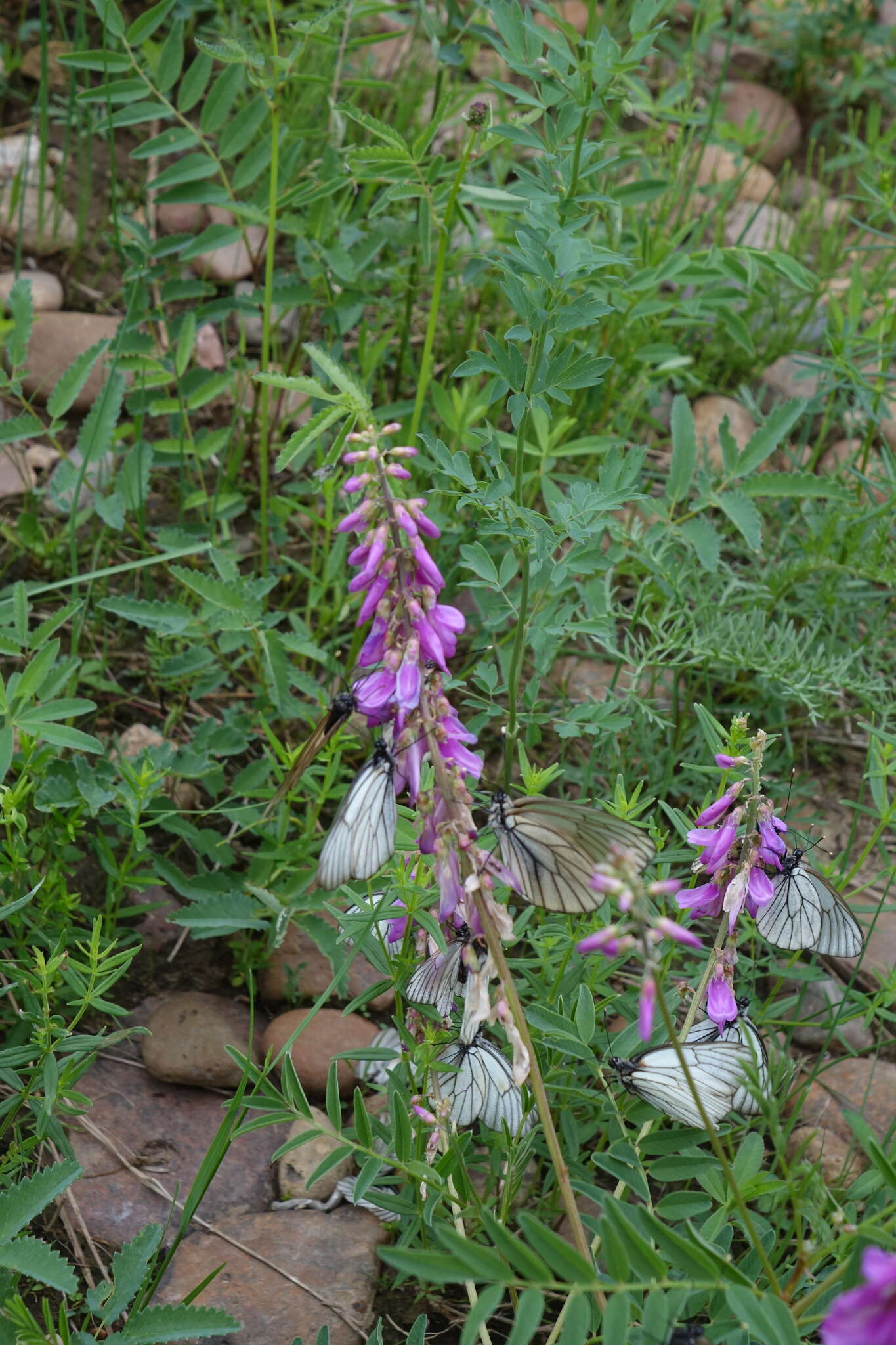 Image of Hedysarum branthii Trautv. & C. A. Mey.