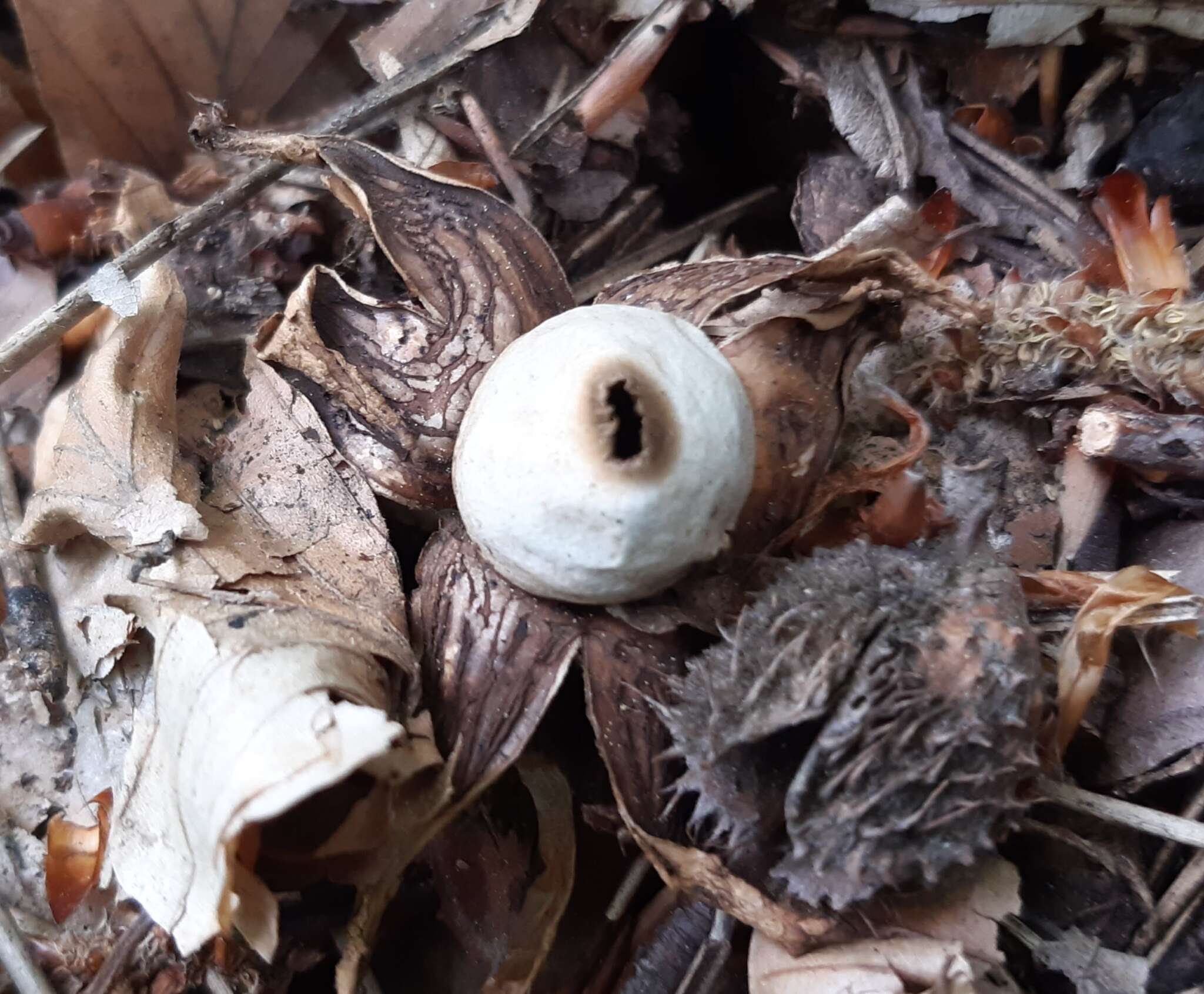 Image of Red-brown Earthstar