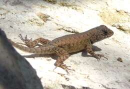 Image of Nelson's Spiny Lizard