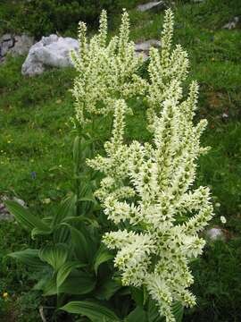 Image of European white hellebore