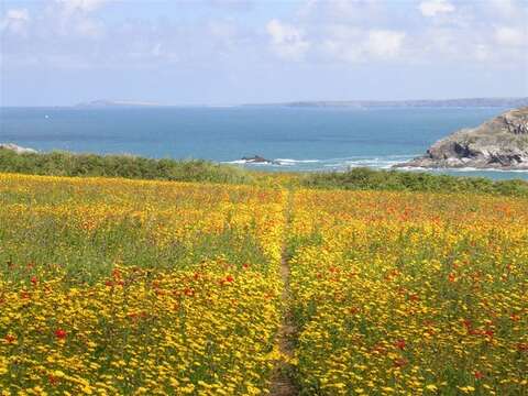 Image of corndaisy