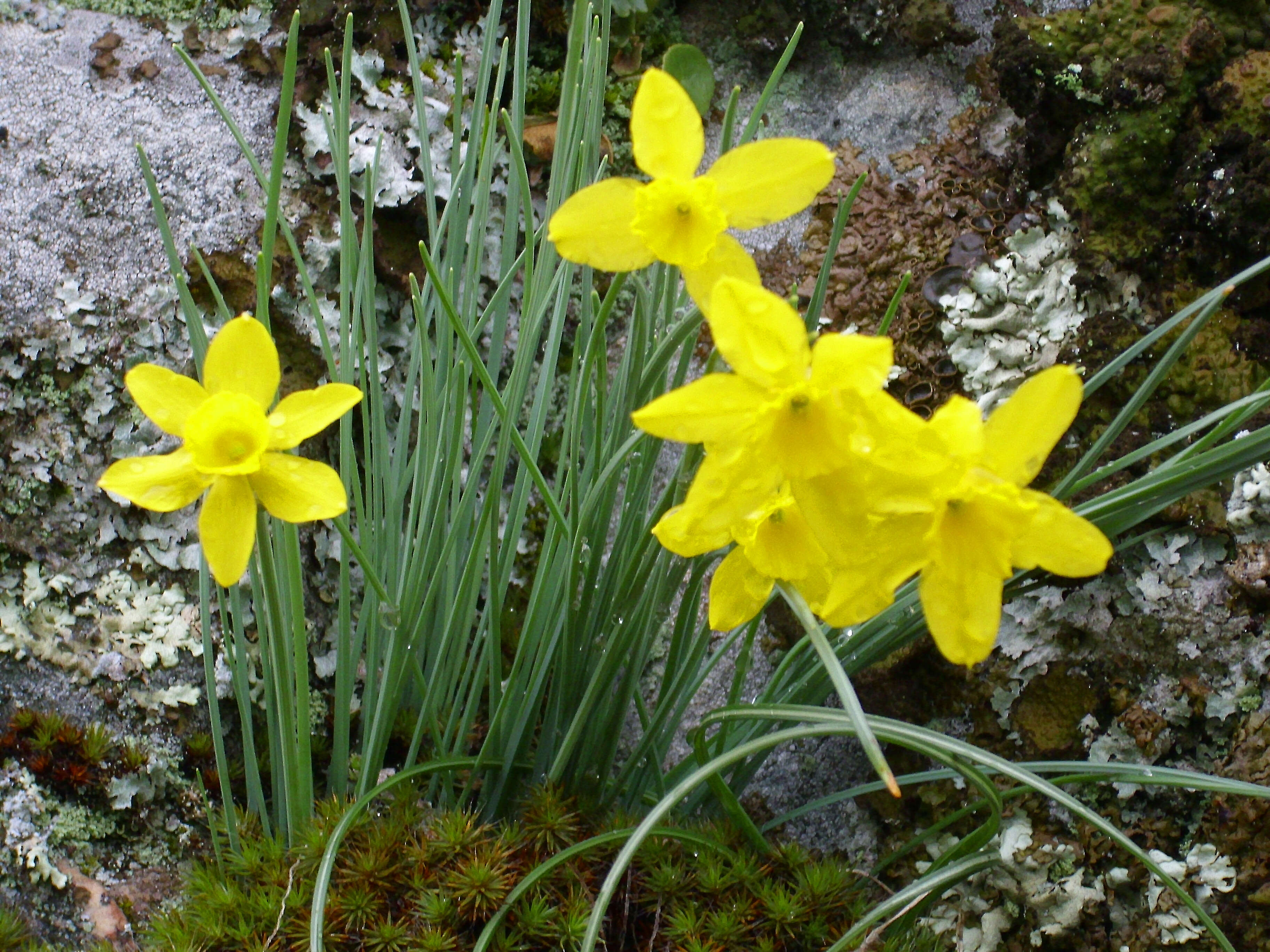 Image of Narcissus rupicola Dufour