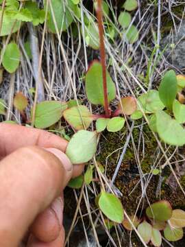 Image of Cliff Pseudosaxifrage