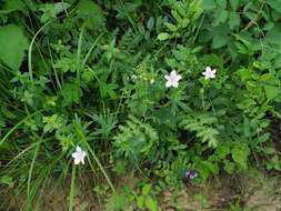 Image of Geranium dahuricum DC.