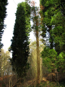 Image of Cupressus × leylandii