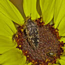 Image of Acmaeodera acuta Le Conte 1860