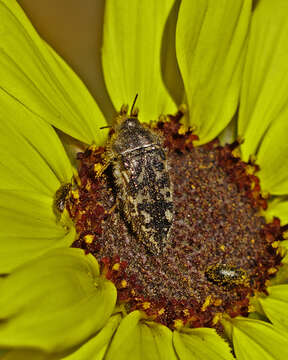 Image of Acmaeodera acuta Le Conte 1860