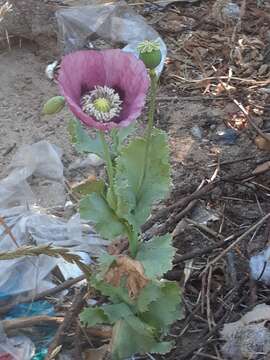 Image of Papaver somniferum subsp. somniferum