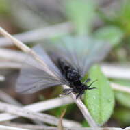 Image of twisted-winged parasites