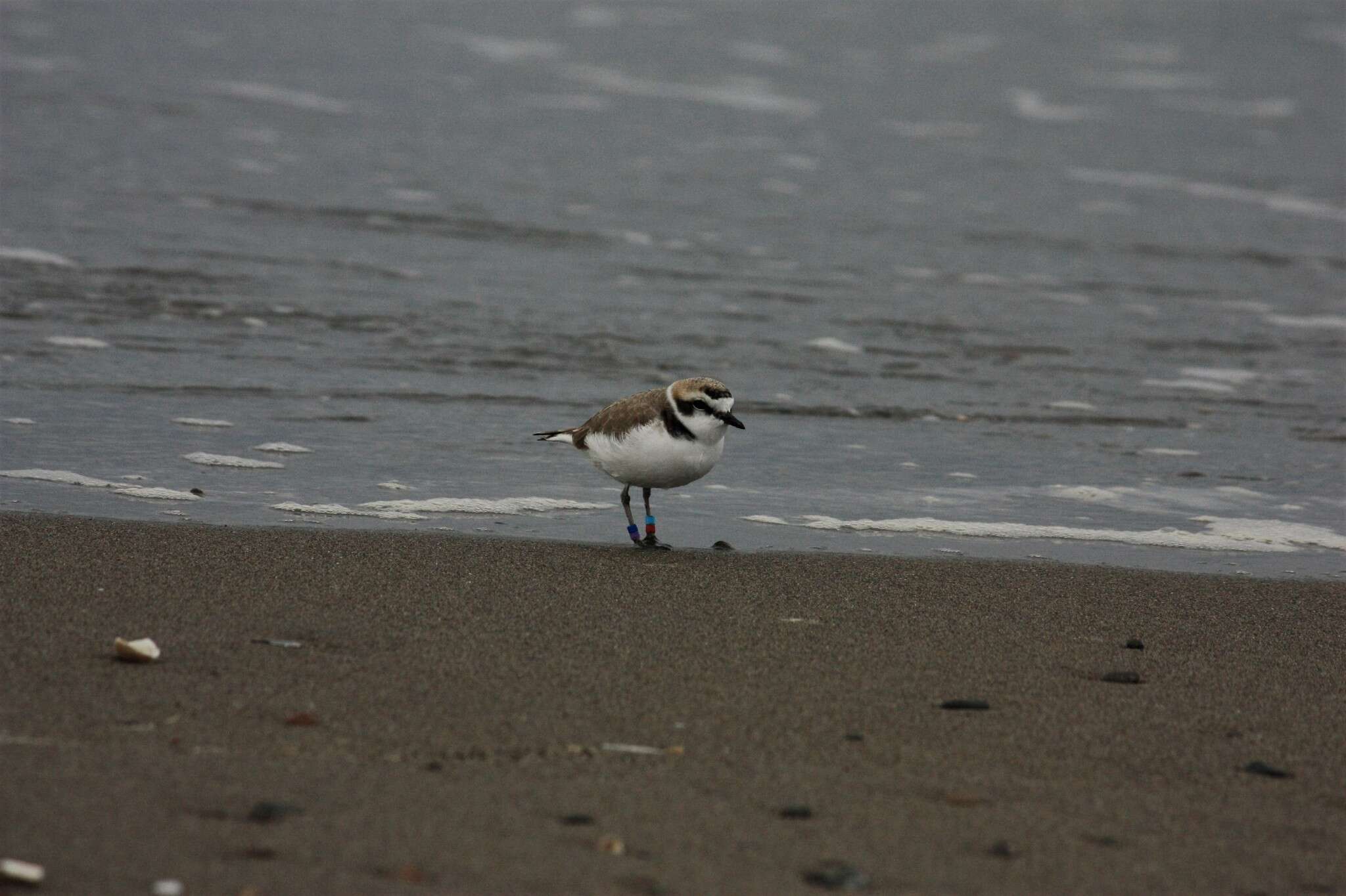 Слика од Charadrius nivosus nivosus (Cassin 1858)