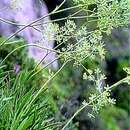 Bupleurum dianthifolium Guss. resmi