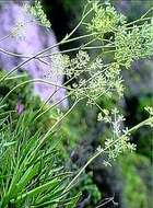 صورة Bupleurum dianthifolium Guss.